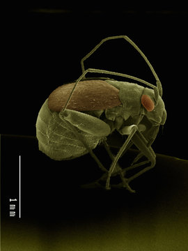Scanning electron micrograph of a true bug (hemiptera)