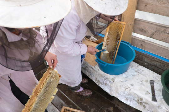 Two female beekeepers scraping honey from honeycomb in shelter