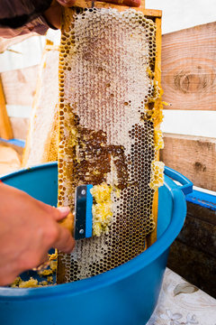 Close up of female beekeeper scraping honey from honeycomb