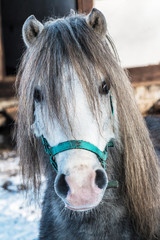 portret kuca © Janusz Lipiński