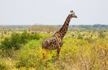 Giraffe in East Tsavo Park in Kenya