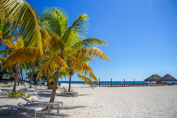Obraz na płótnie Canvas Tropical sand Beach on the Caribbean sea. Sand and green yellow palm trees 