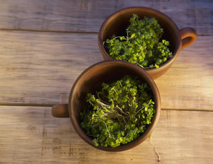 Green sprouts seeds in a brown ceramic cup 2