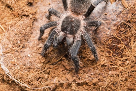 Dangerous tarantula spider in a special terrarium. Macro shot.