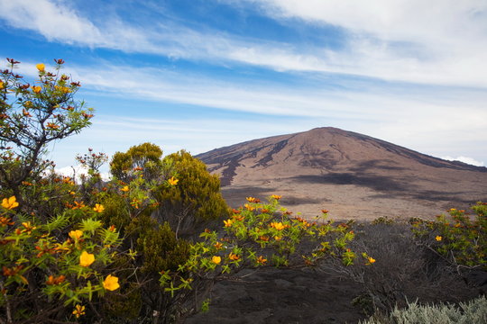 Volcanic landscape with yellow shrub flowers and Piton de la Fournaise, Reunion Island