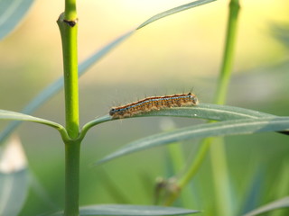 eine Raupe krabbelt auf einem Blatt © Gerhard