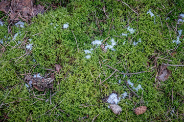 Moss texture pt.2