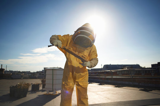 Male beekeeper inspecting honeycomb tray on city rooftop