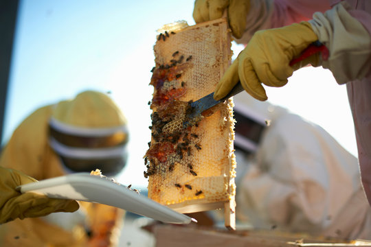 Beekeepers scraping honeycomb tray on city rooftop