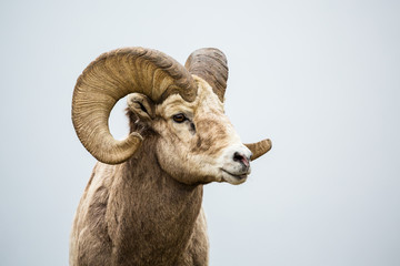 Wild Bighorn Ram against grey neutral background - Powered by Adobe