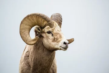 Fotobehang Wild Bighorn Ram against grey neutral background © DCrane Photography