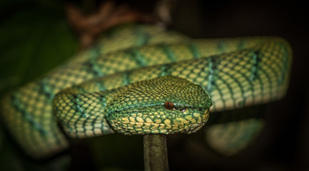 Waglers Pit Viper in Bako National Park Borneo, Malaysia