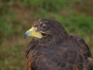 Wachsamer Greifvogel