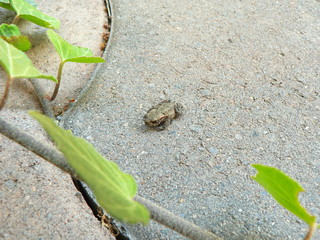 Kleine Kröte auf einem Stein