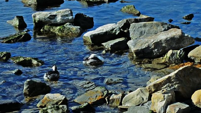 Coot swimming on the sea and feeding the fledgling