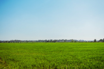 simple wonderful landscape, pure blue sky and emerald green grass. rice field
