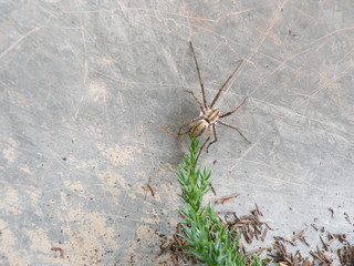 krabbelde spinne