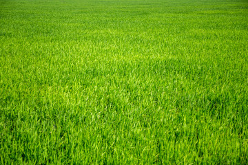 Obraz na płótnie Canvas texture of green grass. Rice field