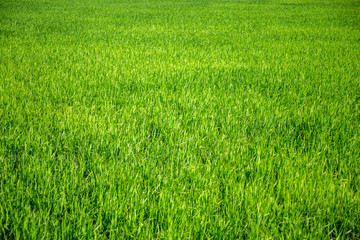 Background of green grass