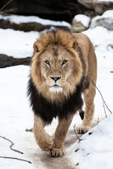 Löwe, Panthera leo