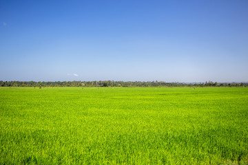 Obraz premium simple wonderful landscape, pure blu sky and emerald green grass