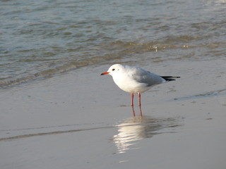 Möve am wasser