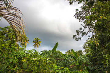 tropical trees on background of grey cloudy sky