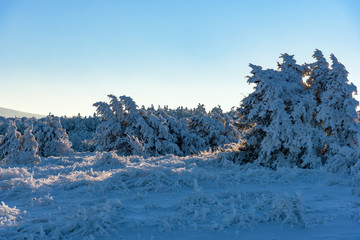 Winter sunset rays falls on juniper tree