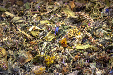 set dry grass a lot of different plants.