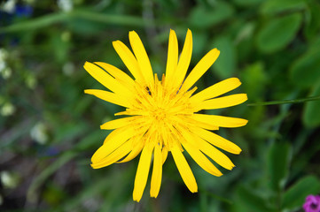 yellow flower