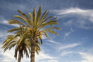 Obraz premium Palm&Sky