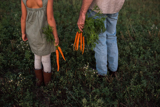 Father and daughter standing in field, holding freshly picked carrots, low section, rear view