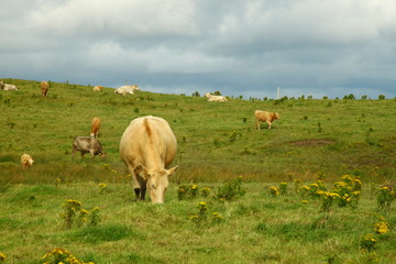 cows