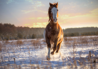 Red piebald horse runs forward on snow on sunset background