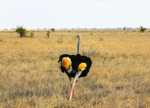 Struthio camelus (Ostrich) - Tsavo East, Kenya