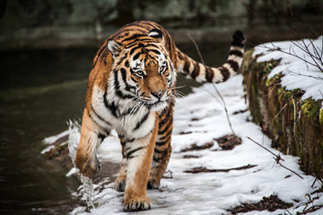 Fototapeta na wymiar Sibirischer Tiger, Panthera tigris altaica, Amurtiger