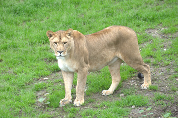 Fototapeta na wymiar Weiblicher Löwe