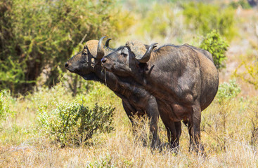 Naklejka na ściany i meble Cape Buffaloes in Tsavo East National Park in Kenya.