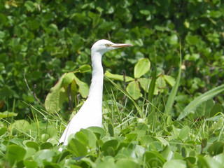 Egret sitting in the grass. Heron searching for food.