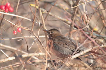 Female of Common blackbird (Turdus merula)