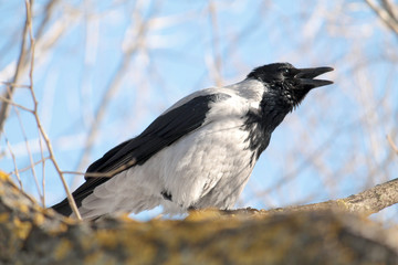 Hooded crow (Corvus cornix). Croaking crow