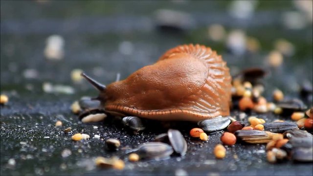 close up snail Arion rufus, nacktschnecke
