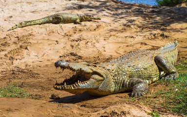 Crocodile in Tsavo East National park. Kenya.