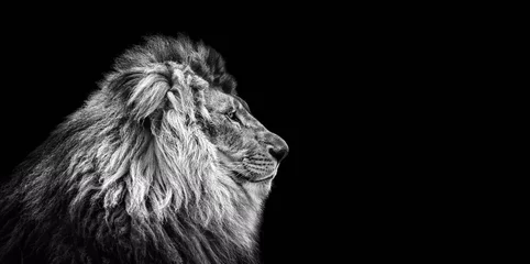 Zelfklevend Fotobehang Portret van een mooie leeuw, kat in profiel, leeuw in het donker © Baranov