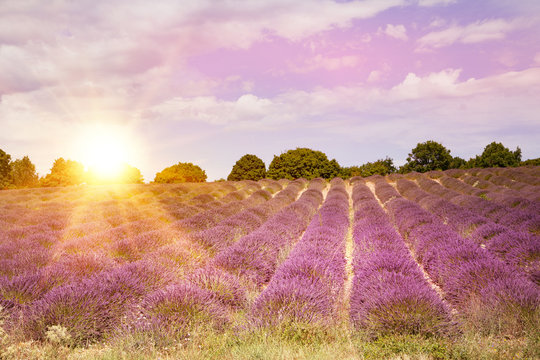 Lavender bushes on sunset. Sunset gleam over purple flowers of lavender. Bushes on the center of picture and sun light on the left. Provence region of france.