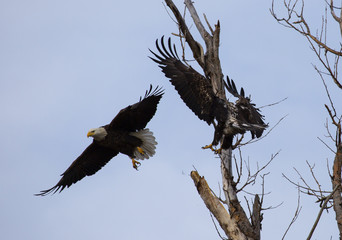 Obraz premium The Last Branch!