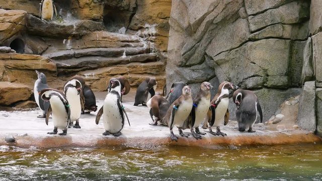 Group of penguins standing on the shore among the rocks. Nature video. 4K, 3840*2160, high bit rate, UHD