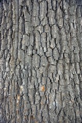 Кора дерева