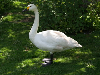 white goose on lake