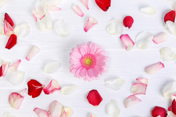 Petals of roses on white painted rustic background. Fresh natural Gerbera flower. Romantic design. Dirty grunge wooden board.